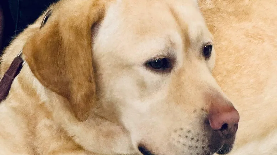 ГБСУСО МО «Семейный центр имени А.И. Мещерякова»