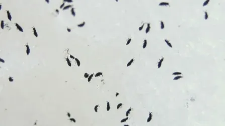 Фото: Ульянов А.И.