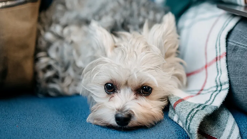 Фото: istockphoto.com/eclipse_images