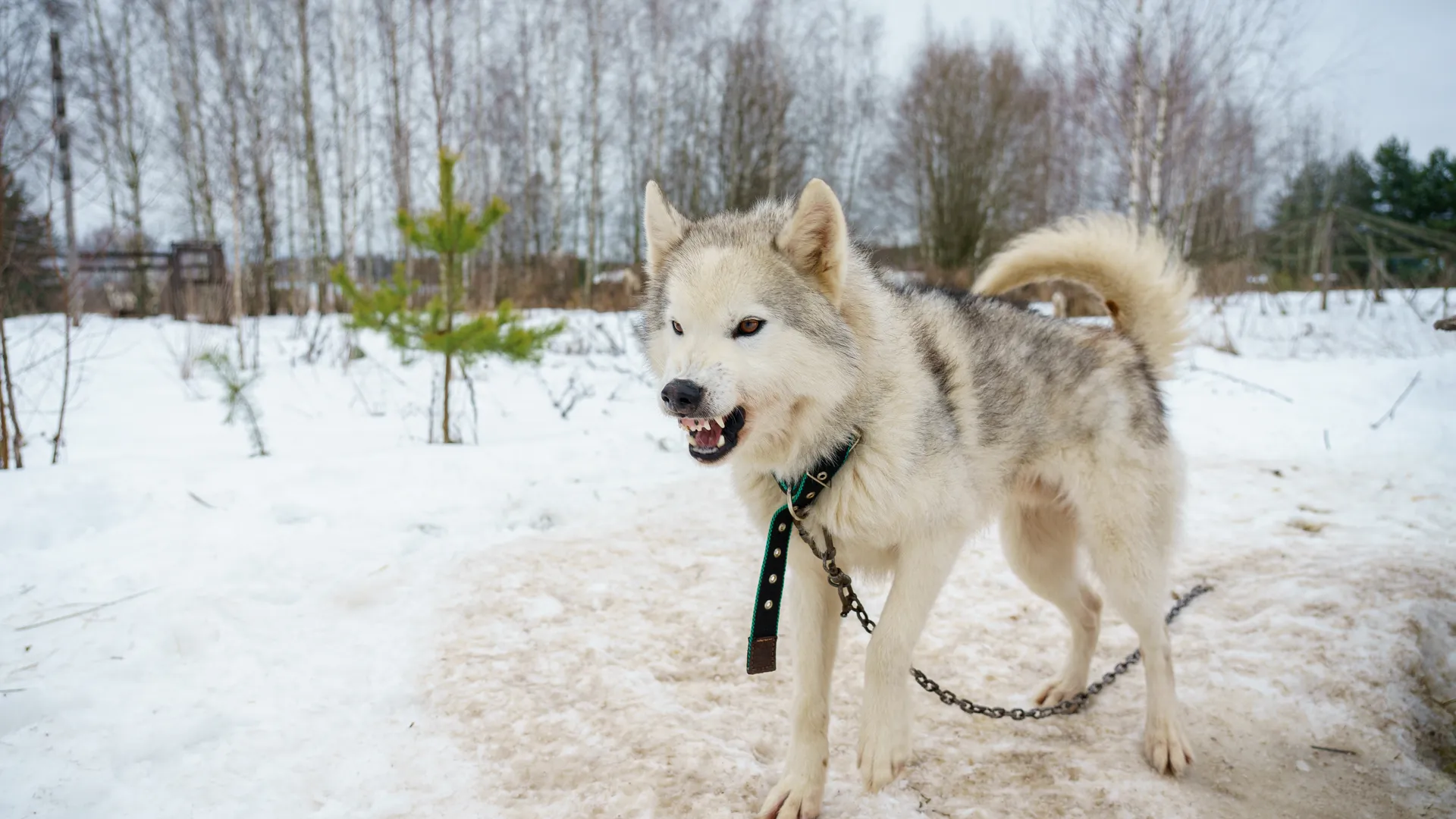 «Это не эвтаназия»: юристы и зоозащитники осудили закон об умерщвлении бездомных собак в Астрахани