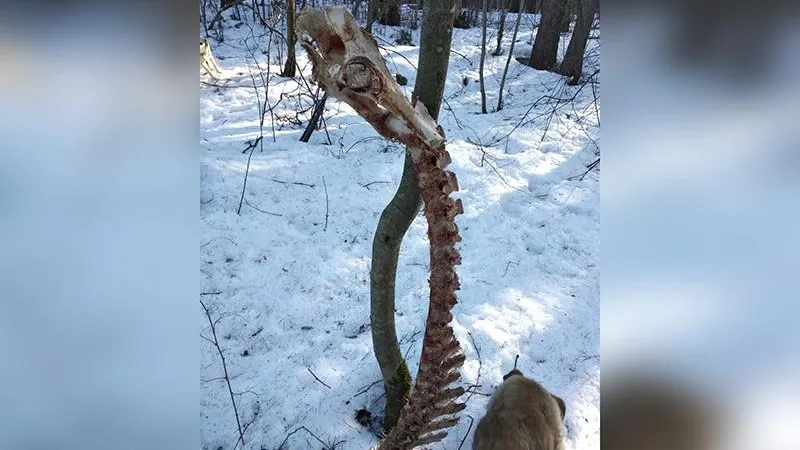 Шкуру и скелет неведомого зверя нашли в лесу деревни Шипулино