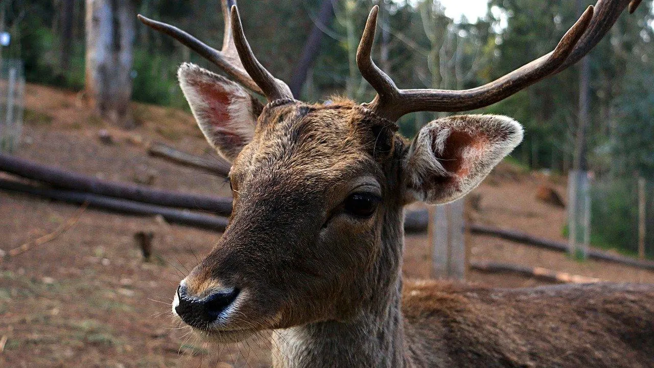 Фото: Pixabay.com