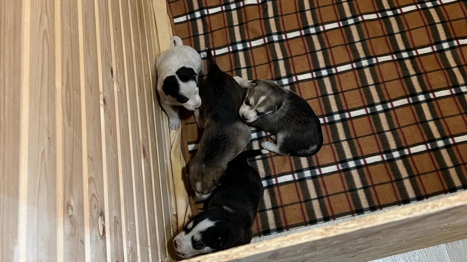 Фото: Хаскидеревня «Рузская Аляска» / Вконтакте
Видеообложка