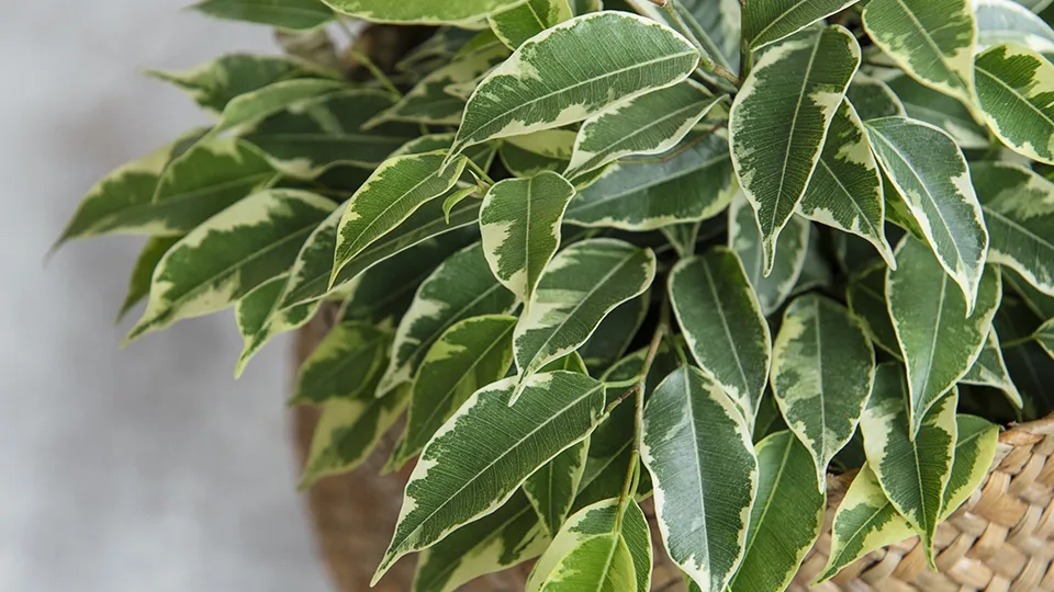 Фото: istockphoto.com/Almaje