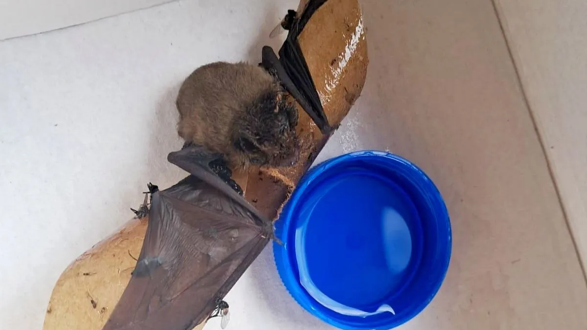 Фото: vk.com/batsmoscow