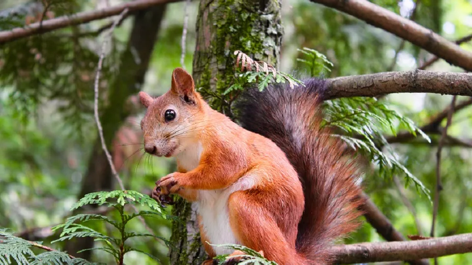 Фото: pxhere.com