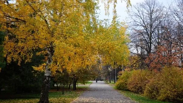 Благоустройство парка «Дубки» в Озерах завершится осенью
