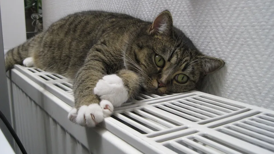 Фото: pxhere.com