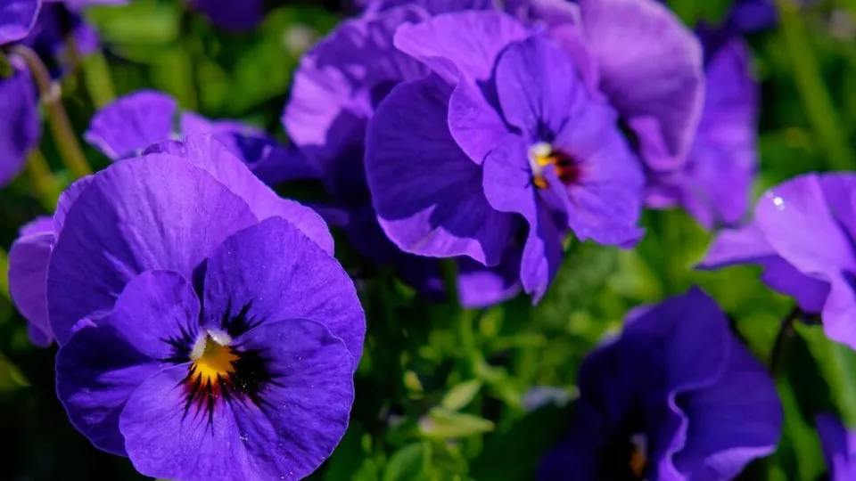 Фото: freepik.com