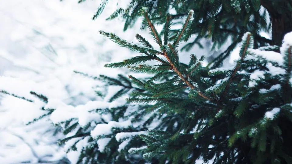 Фото: t.me/mosoblpark