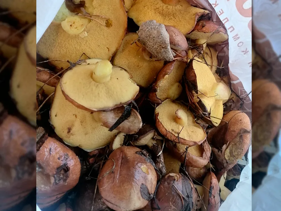 Фото из личного архива Светланы Мецлер