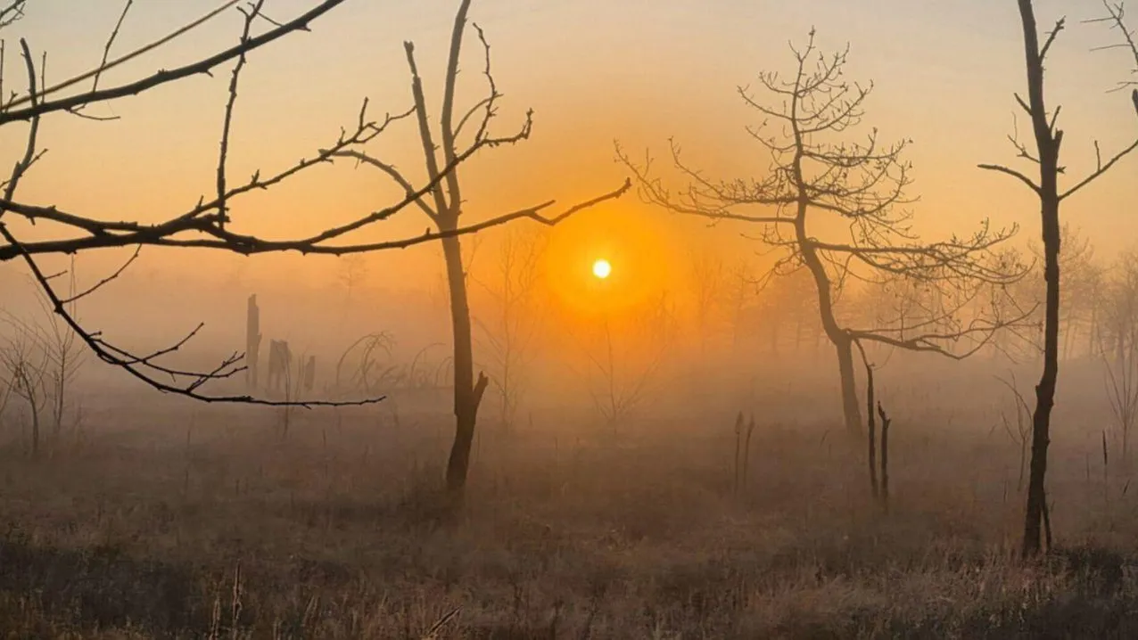 Марина Алифанова