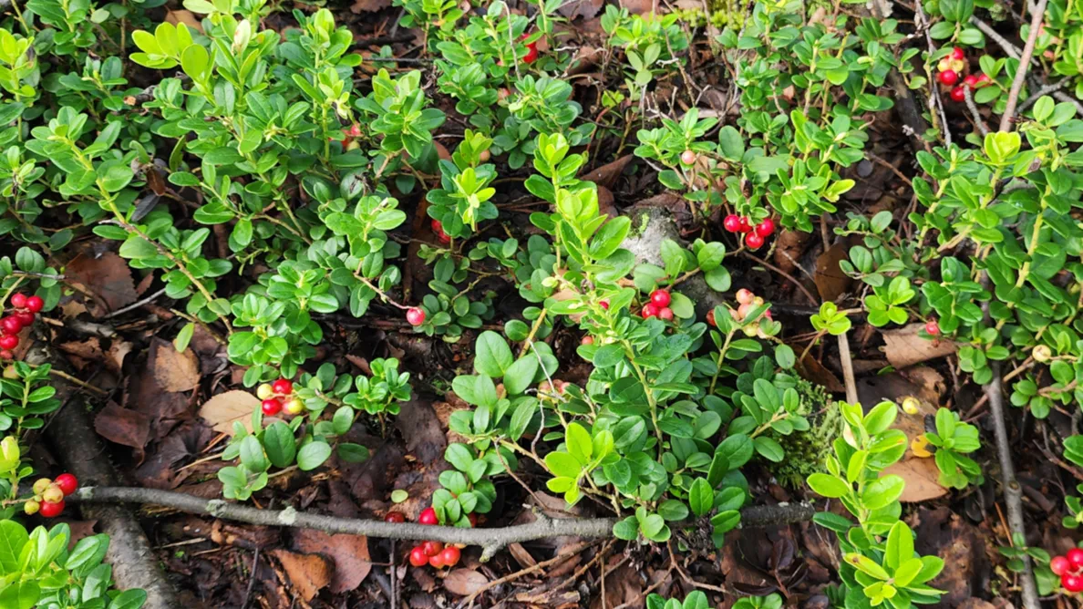 Фото: медиасток.рф