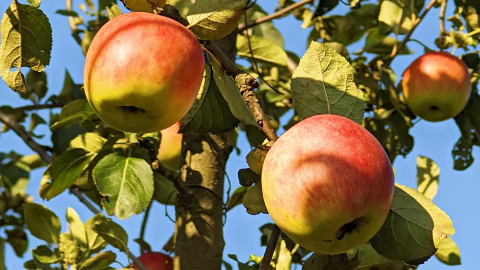 Фото: REGIONS/Алексей Селиверстов