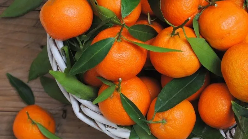 Саженцы кедра и мандарины можно купить на Ценопаде в Чехове