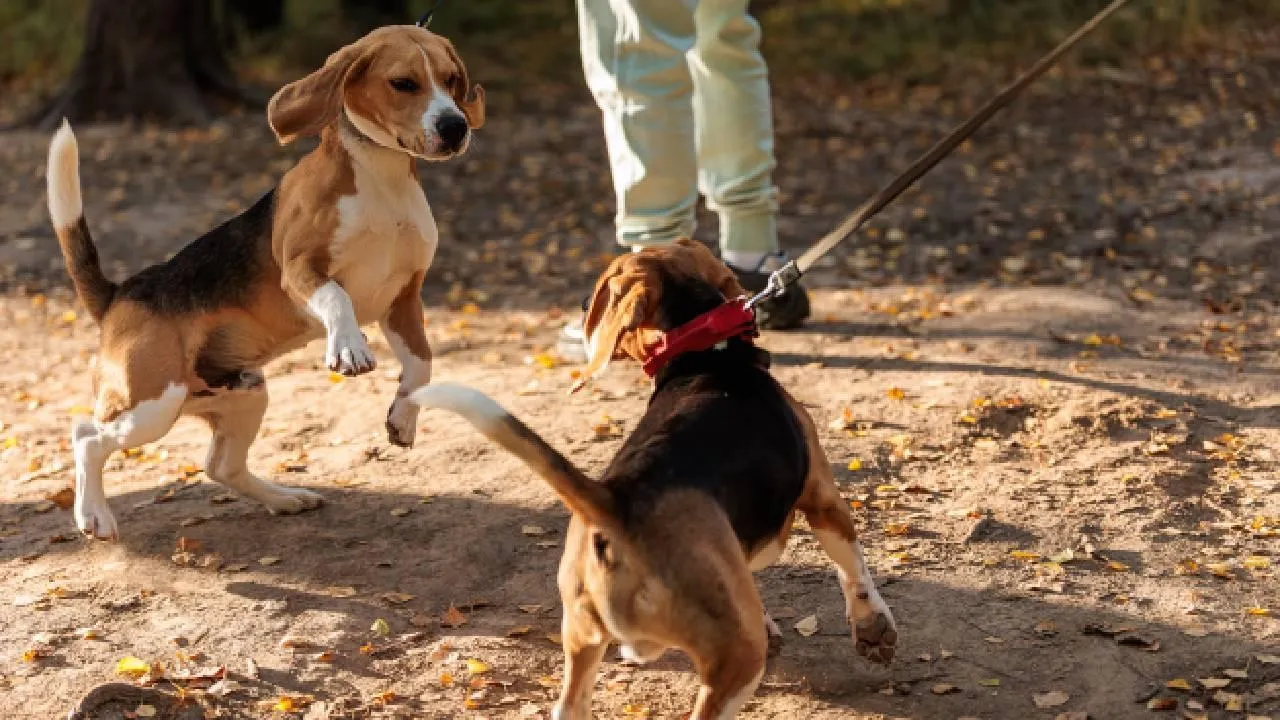 «Смертельная опасность даже при вдыхании»: почему в подмосковном Путилкове за неделю в мучениях умерли две собаки?