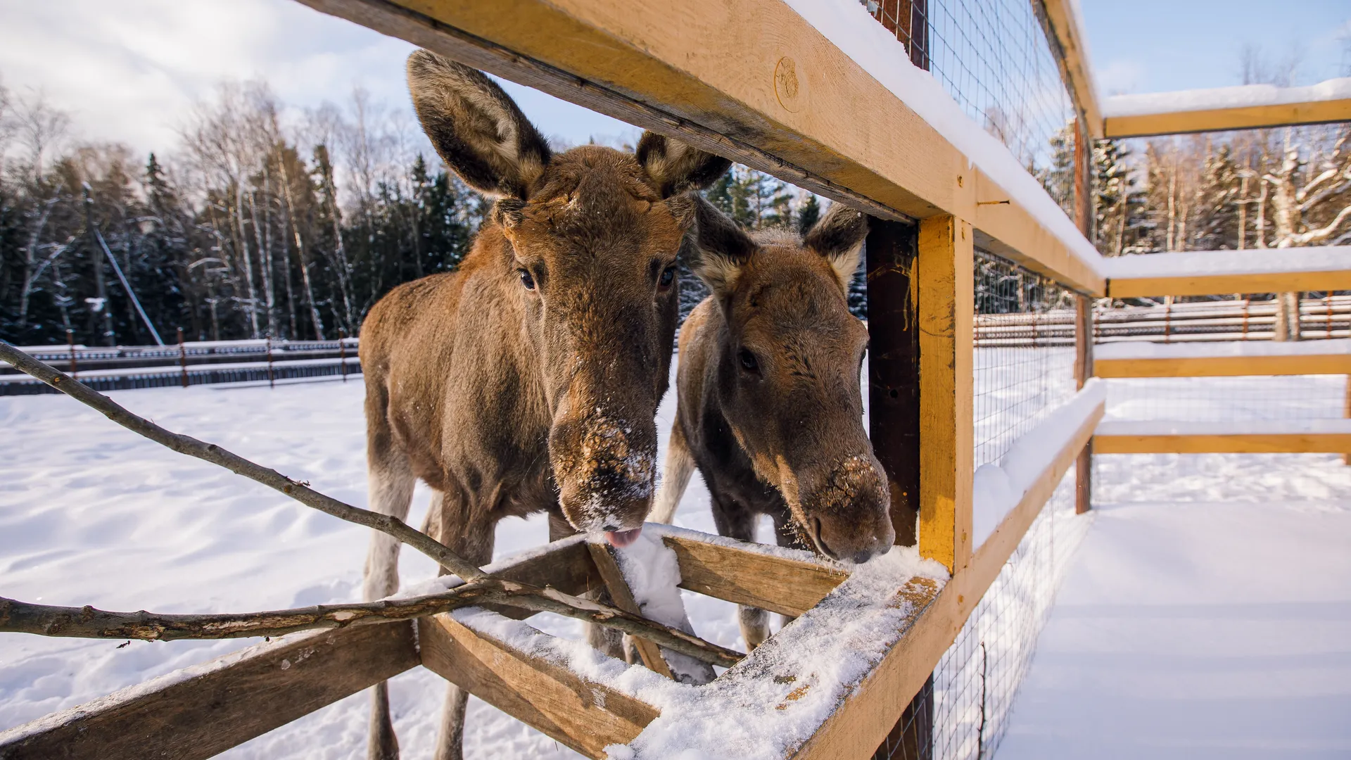 Лосиная биостанция в Национальном парке «Лосиный остров» в Мытищах-2