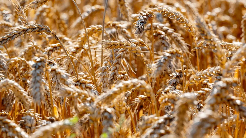 Фото: Министерство сельского хозяйства и продовольствия Московской области