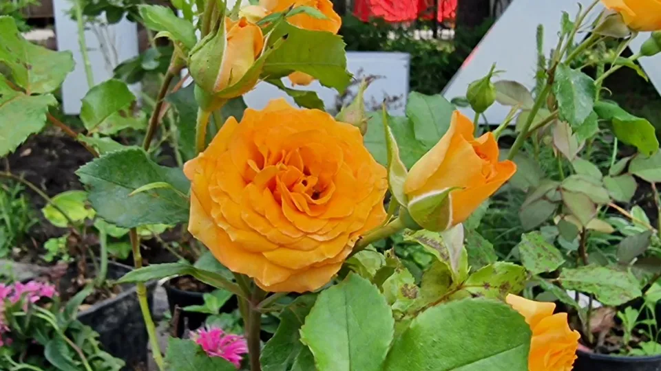 Фото: Виктория Фортуна