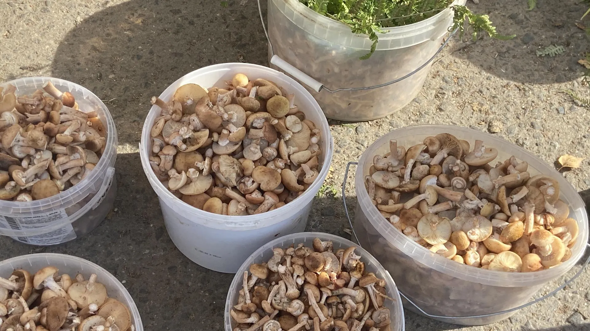 Светлана Борщева