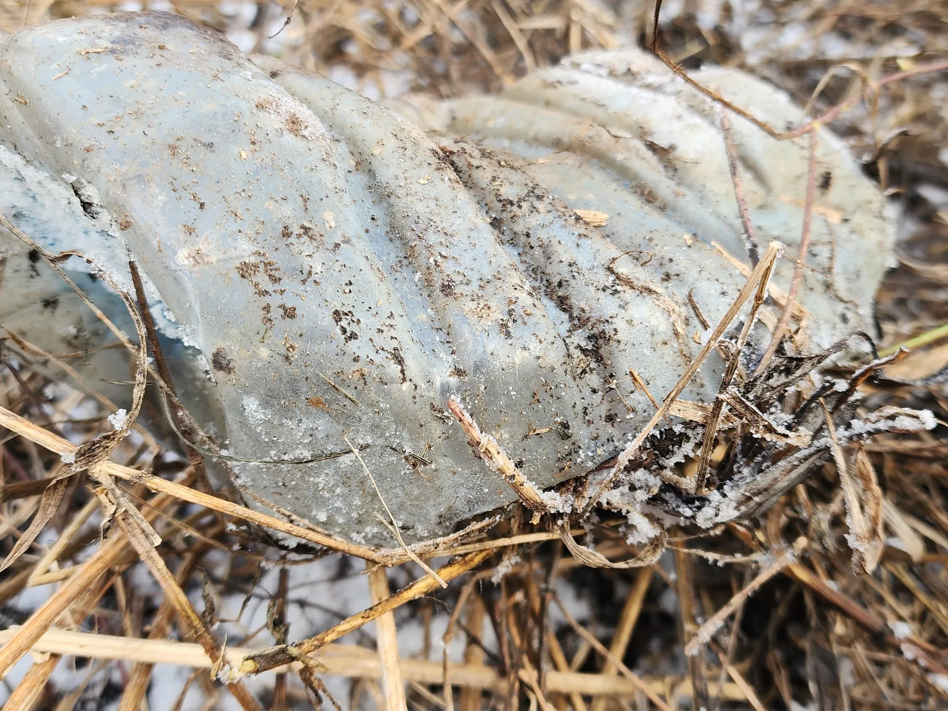 Фото: Хавива Фонина