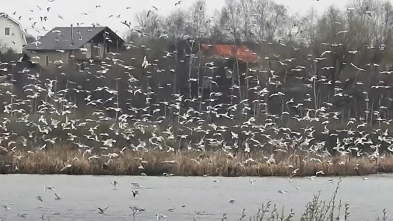 kiovo.ru
