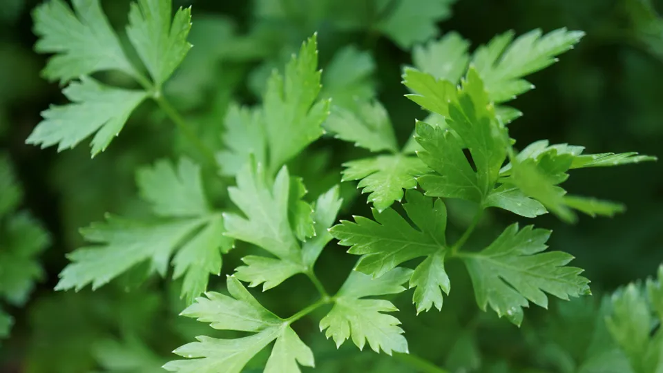Фото: istockphoto.com/Liudmila Kiermeier