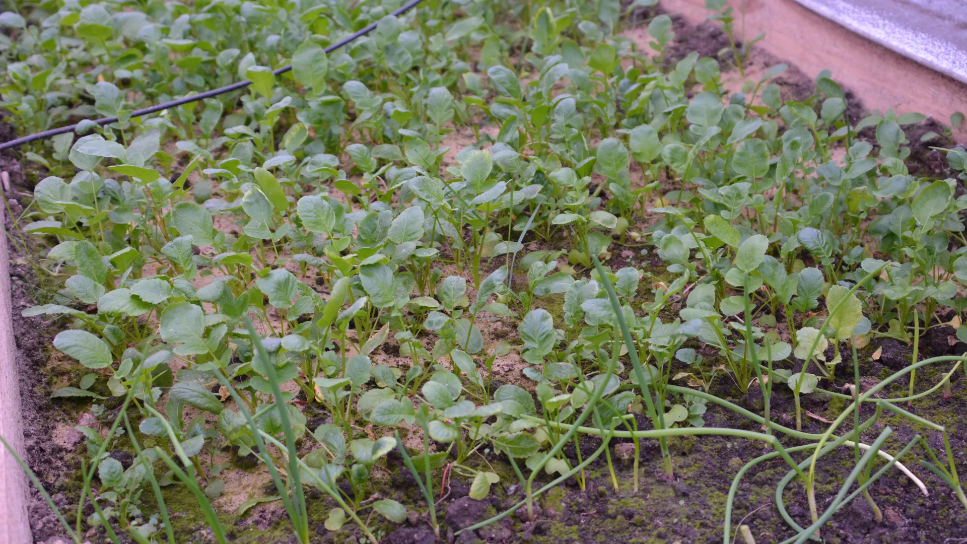 Декабрьская петрушка: дачники из Орехово-Зуева раскрыли секрет позднего урожая
