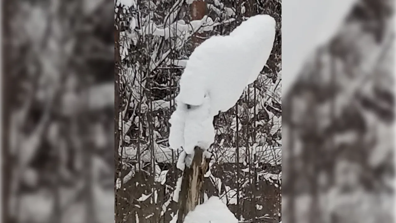 предоставлено жительницей Людмилой