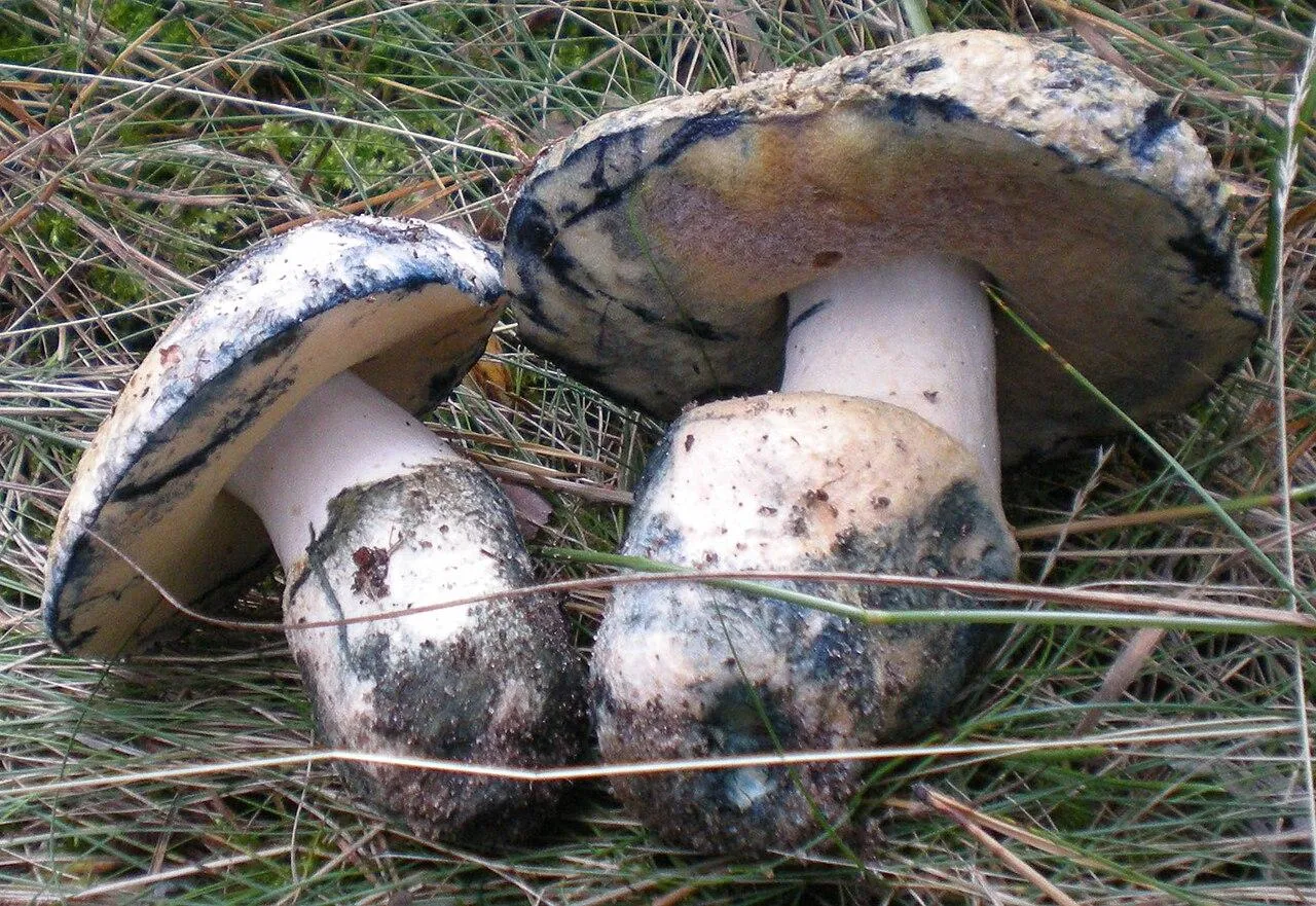Синяк, или гиропор синеющий (Gyroporus cyanescens)