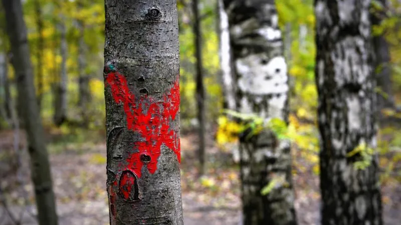 Жители и власти Королева борются за сохранение лесного массива в Болшеве