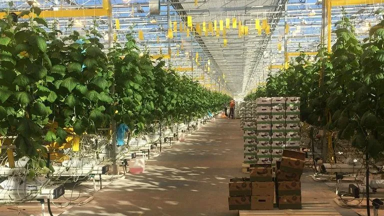 На 20% опережает прошлогодние показатели сбор урожая овощей в теплицах Подмосковья