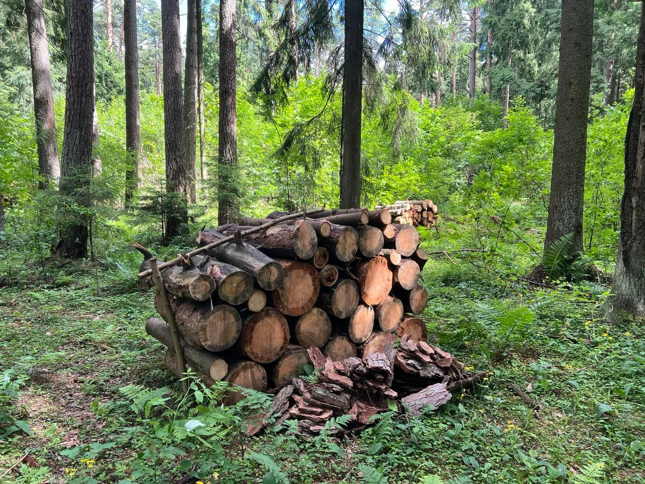 Фото: Комитет лесного хозяйства Московской области