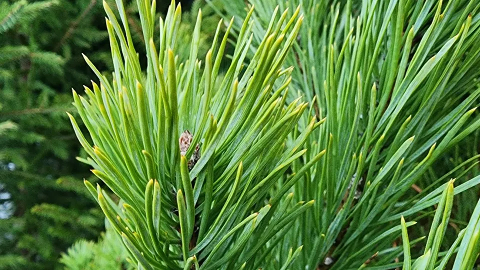 Фото: МедиаБанк Подмосковья/Ольга Антонова