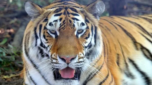 В Хабаровском крае тигр решил полакомиться собаками возле кафе