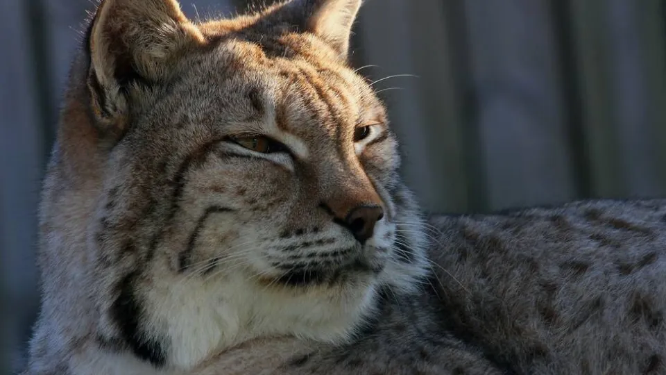 Фото: pxhere.com