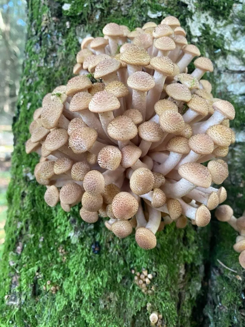 Мария Панина