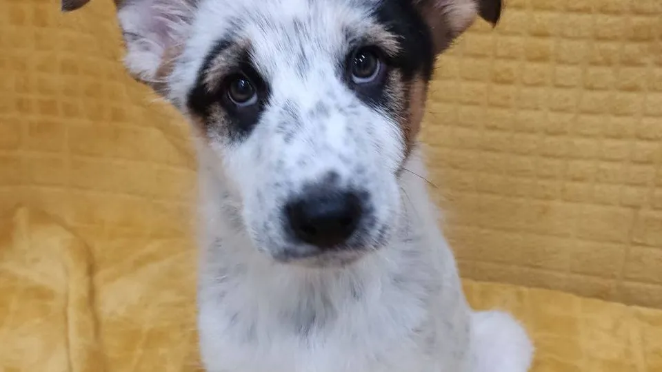 Фото: пресс-служба Администрации г.о. Лобня