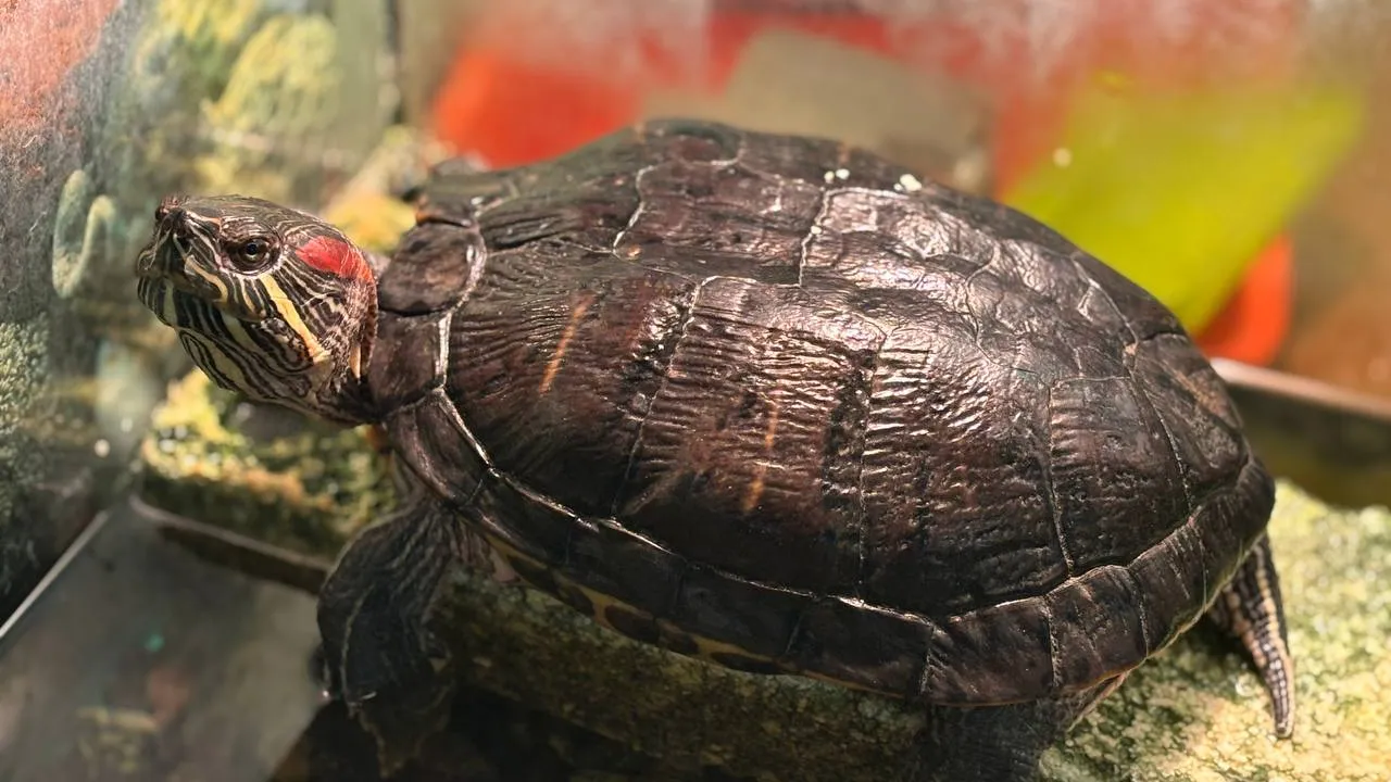 Фото: телеканал «Дубна»