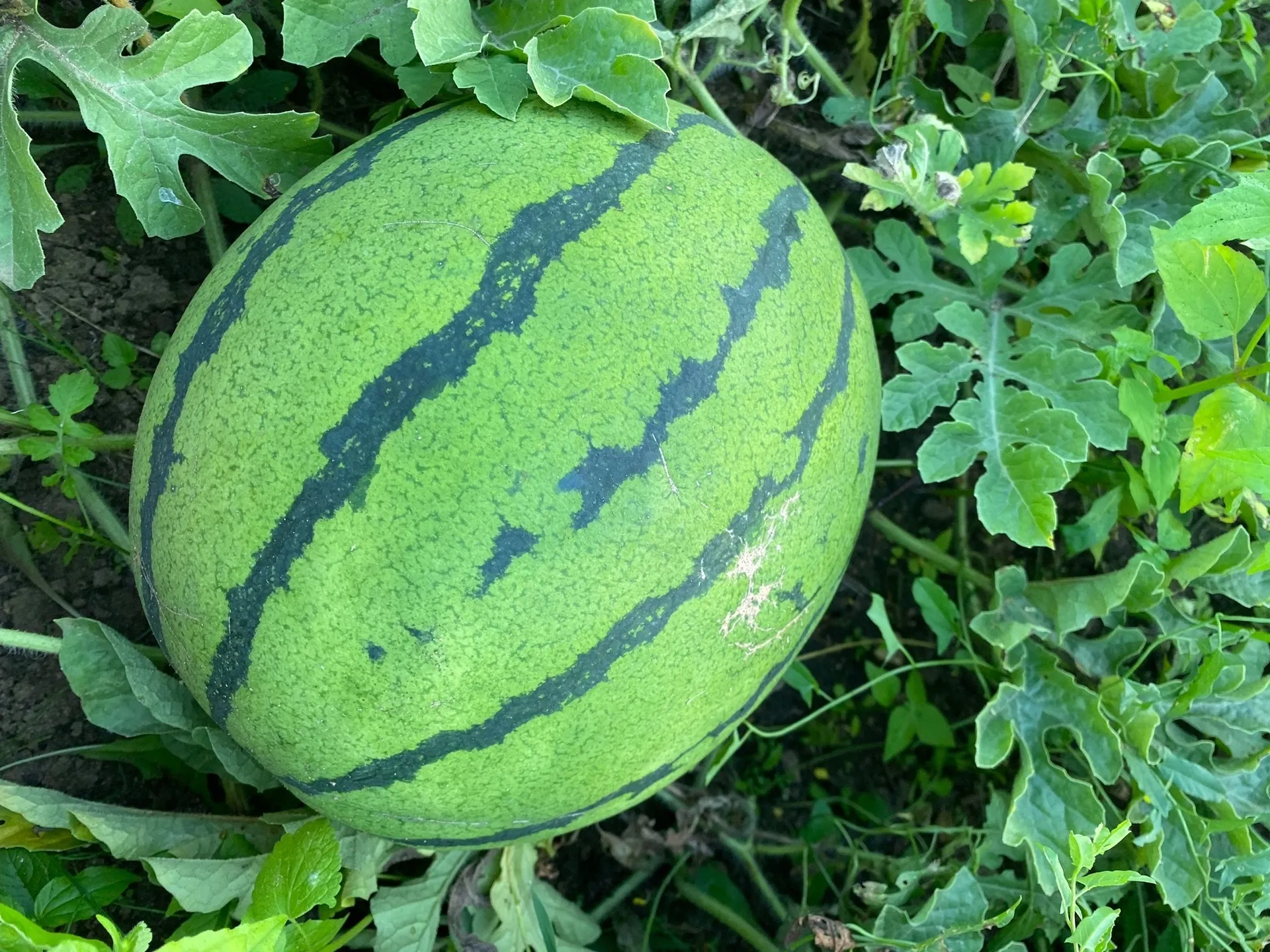 Фото: Сергей Пиманкин / сорт «Фермер»