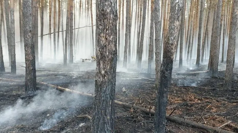 Комитет лесного хозяйства МО