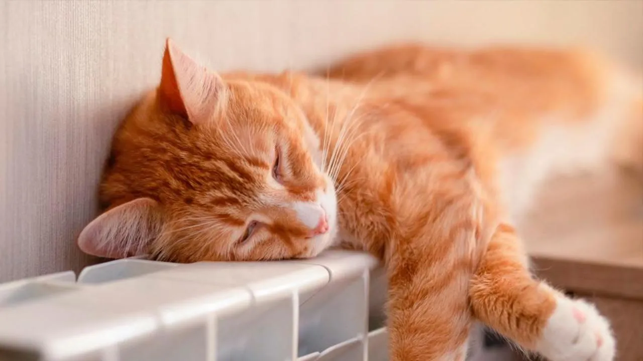 istockphoto.com/Volha Listratava