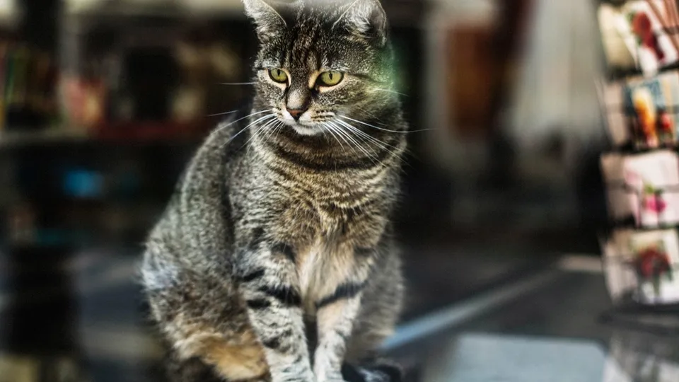 Фото: freepik.com