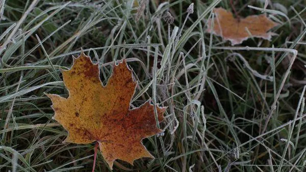 Жителей Подмосковья предупредили о возможных заморозках