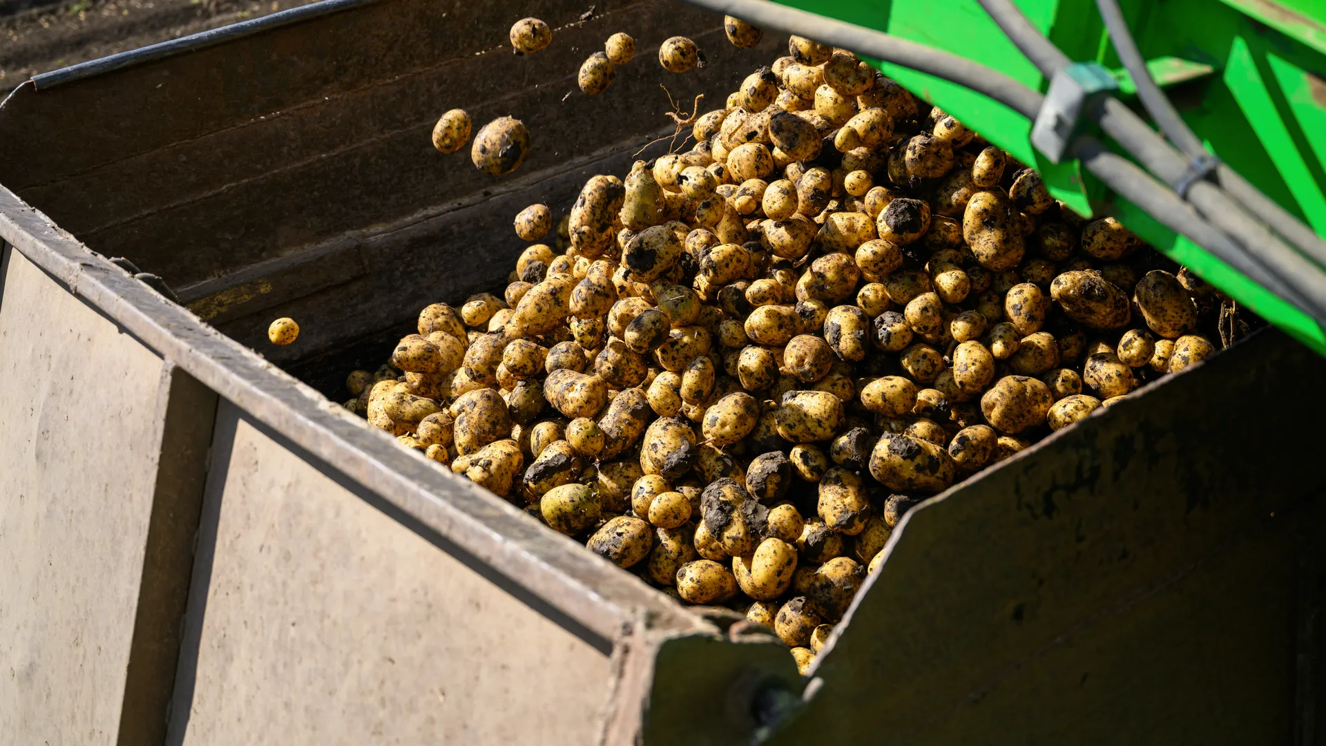 Уборка урожая картофеля в округе Коломна