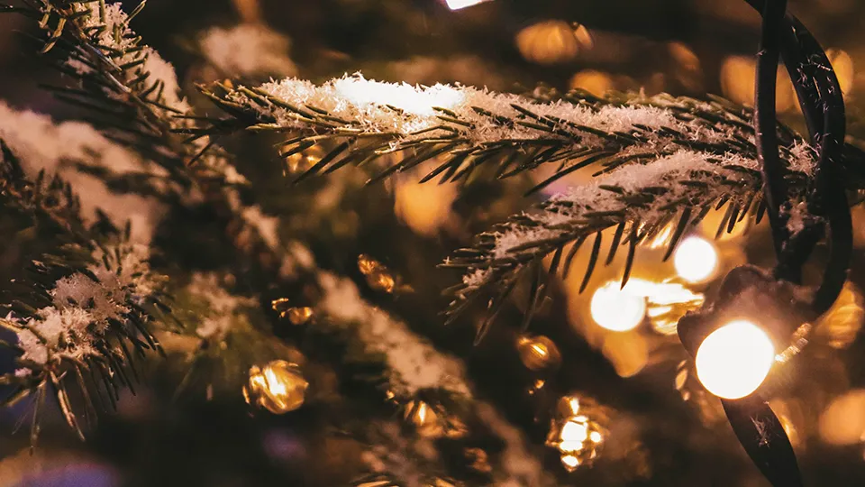 Фото: t.me/zarayskpark