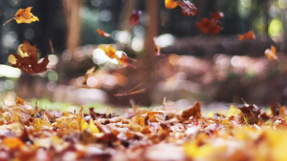 Фото: pxhere.com