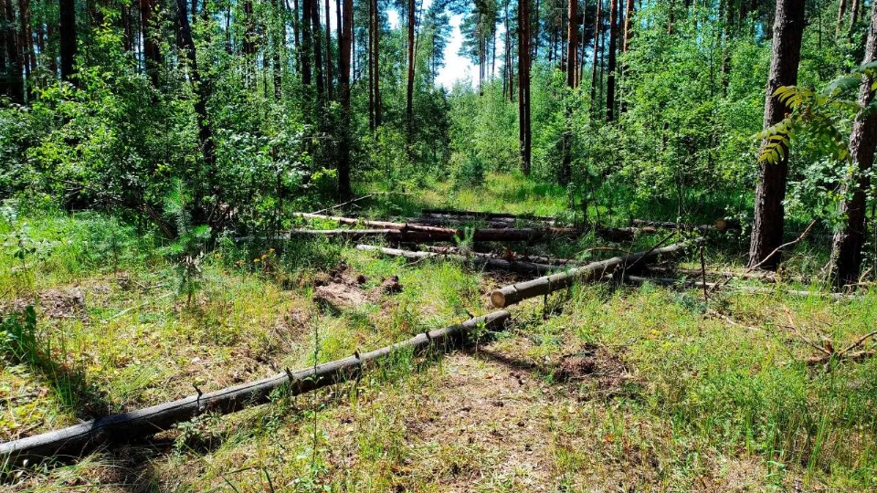 Фото: Комитет лесного хозяйства Московской области