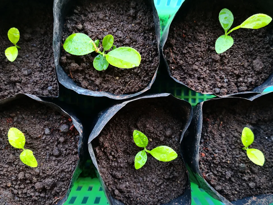 Фото: istockphoto.com/BoManurasda