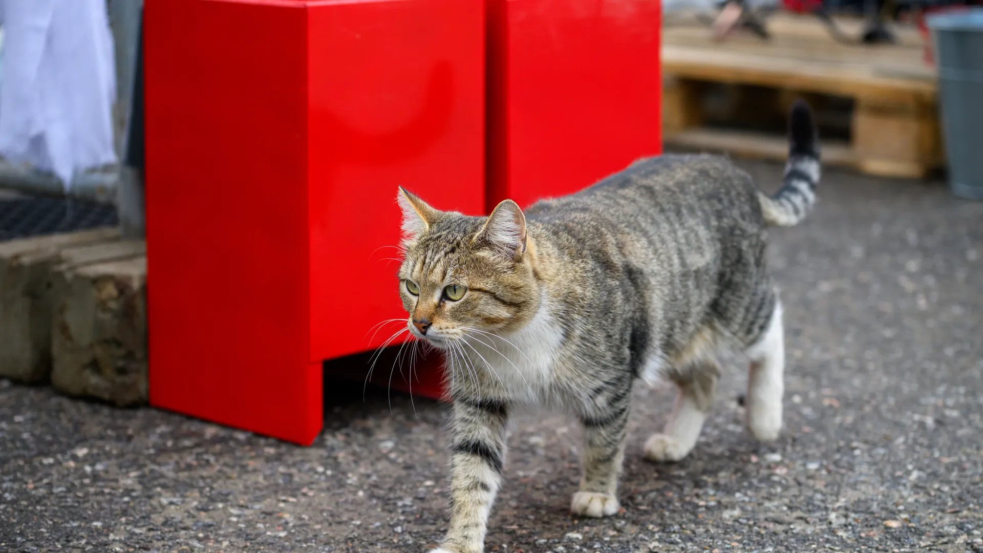 Довольный хвост и плюс к выручке: кот Василий возглавил автосервис в Дмитрове